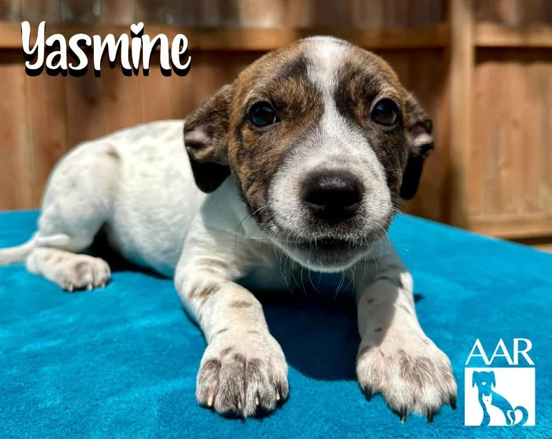Yasmine thumbnail 4