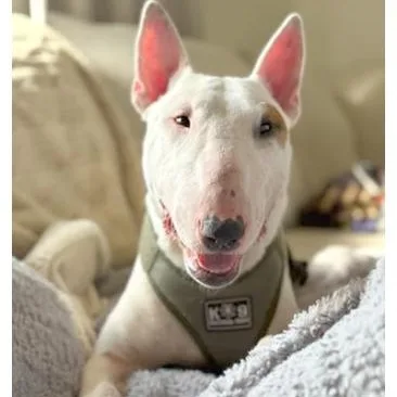 An adult medium-sized male Bull Terrier dog named Egg for adoption in Palm Desert, CA