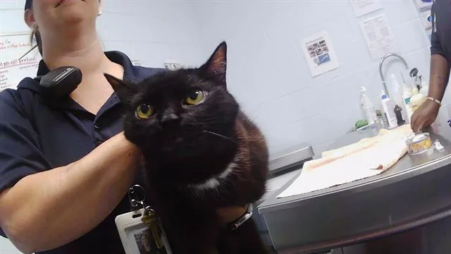 An adult medium-sized female Domestic Short Hair cat named Lulu for adoption in Charlotte, NC