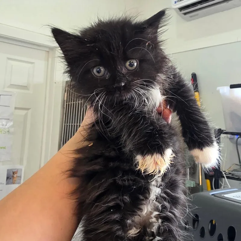 A baby small-sized female Black Domestic Long Hair cat named Harp for adoption in Chapel Hill, NC