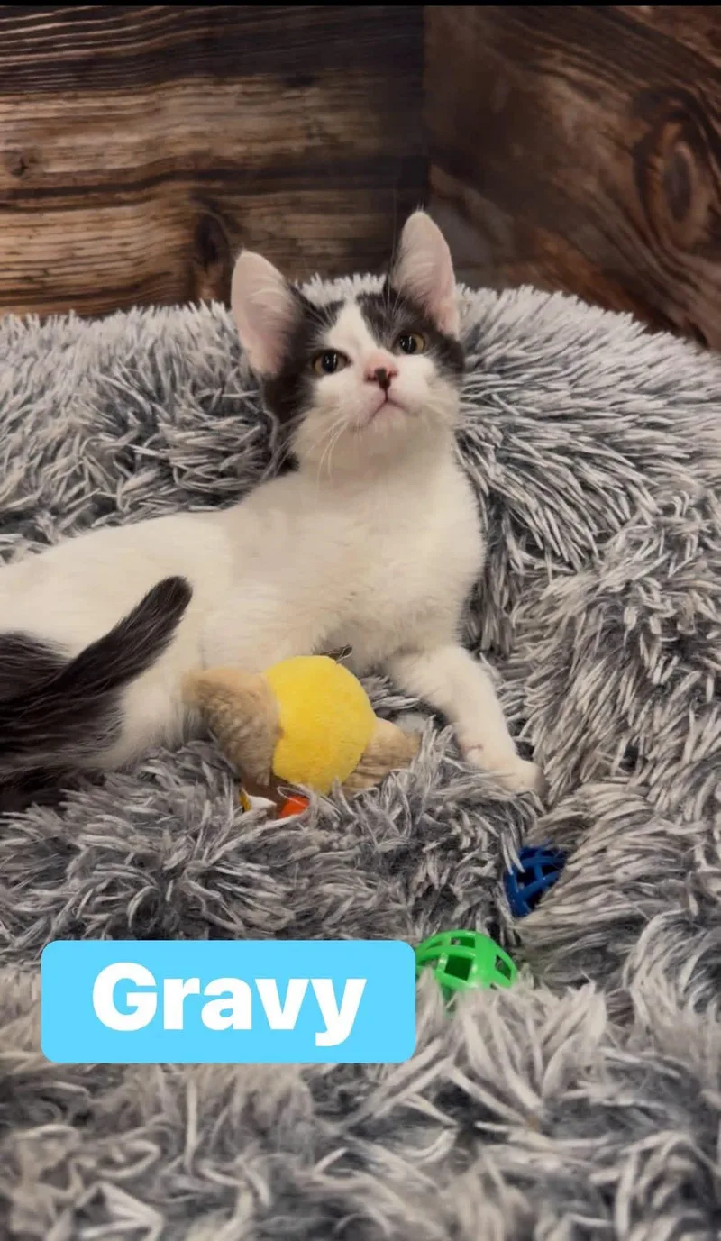 A baby medium-sized male Tuxedo cat named Gravy for adoption in Crown Point, IN