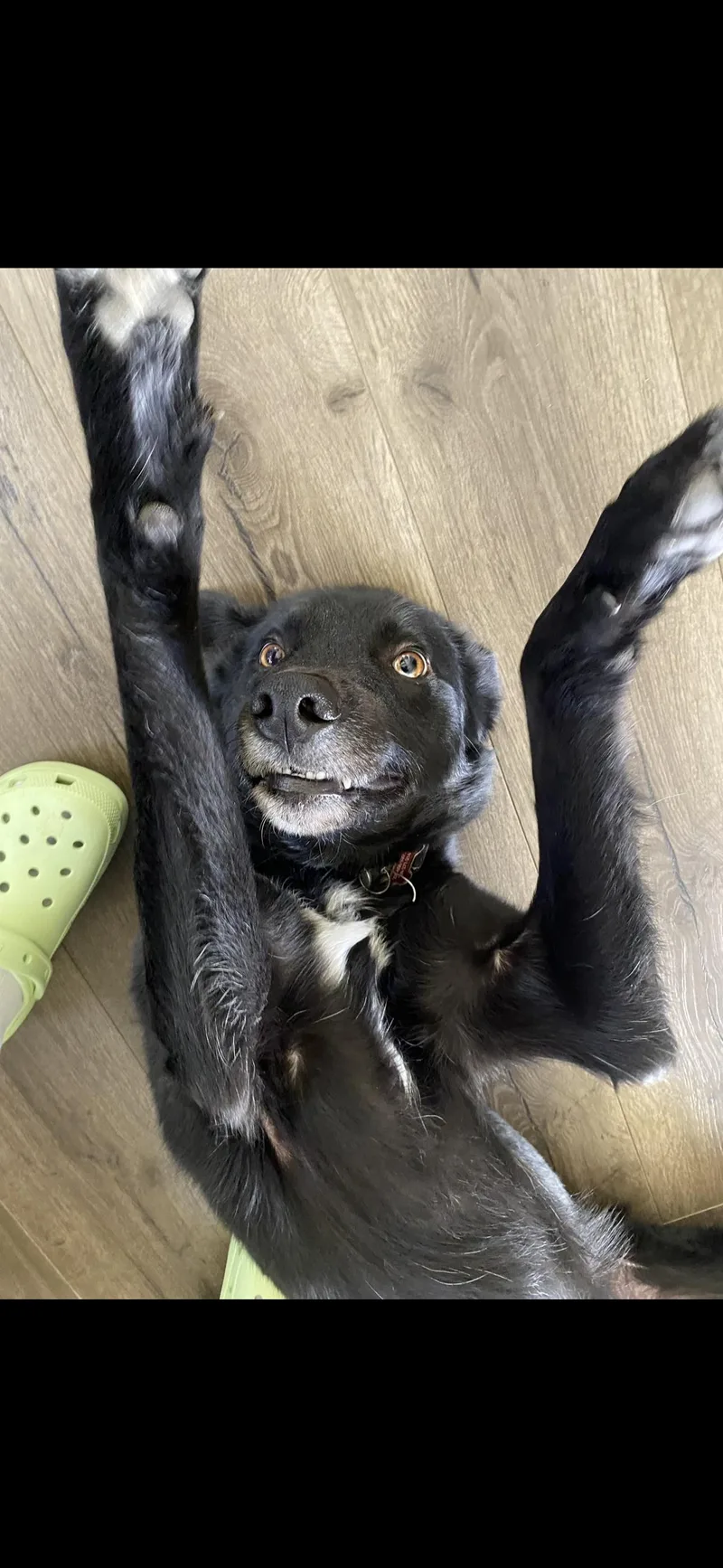 An adult large-sized male German Shepherd Dog dog named Shadow for adoption in Tracy, CA