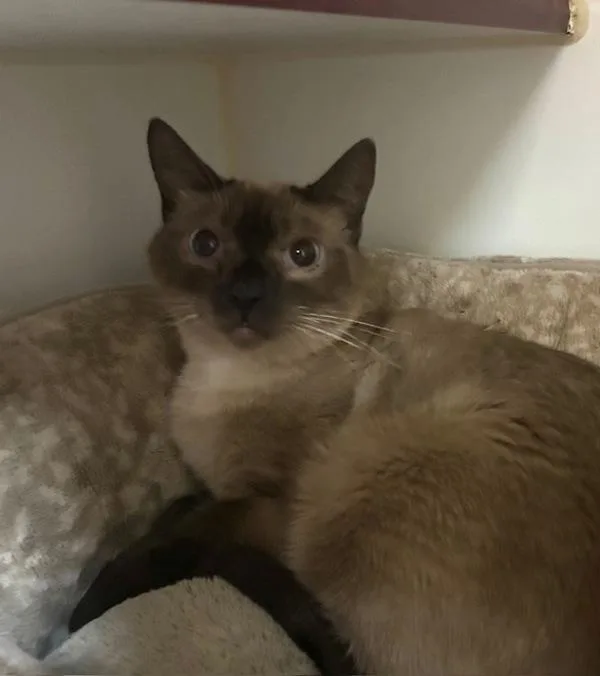 An adult medium-sized male Domestic Short Hair cat named Baby for adoption in Oceanside, CA