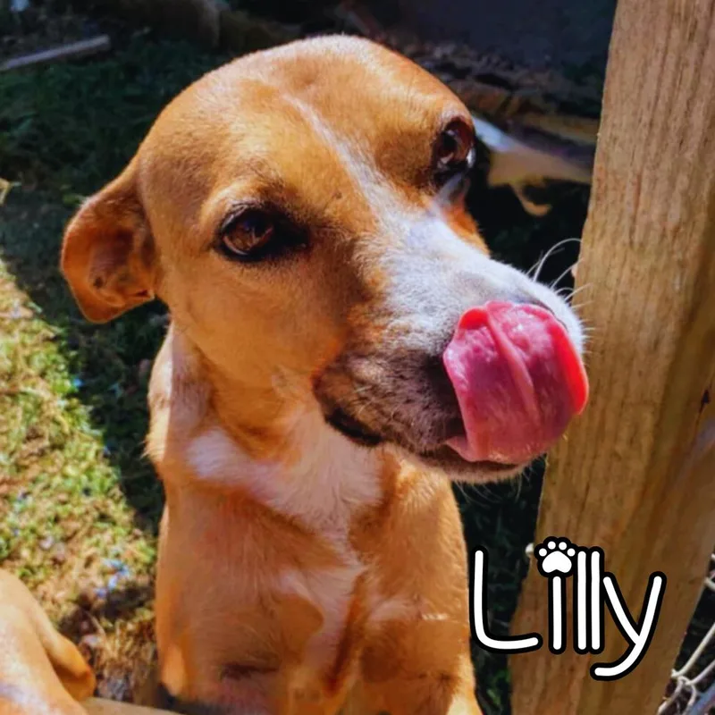 Lilly thumbnail 4