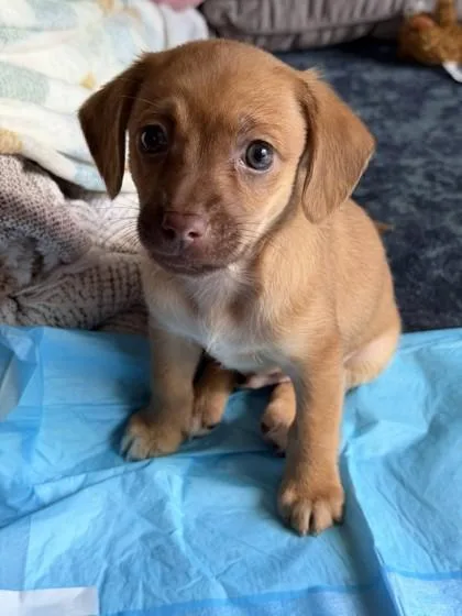 A baby small-sized male Mixed Breed dog named Luffy for adoption in Seattle, WA