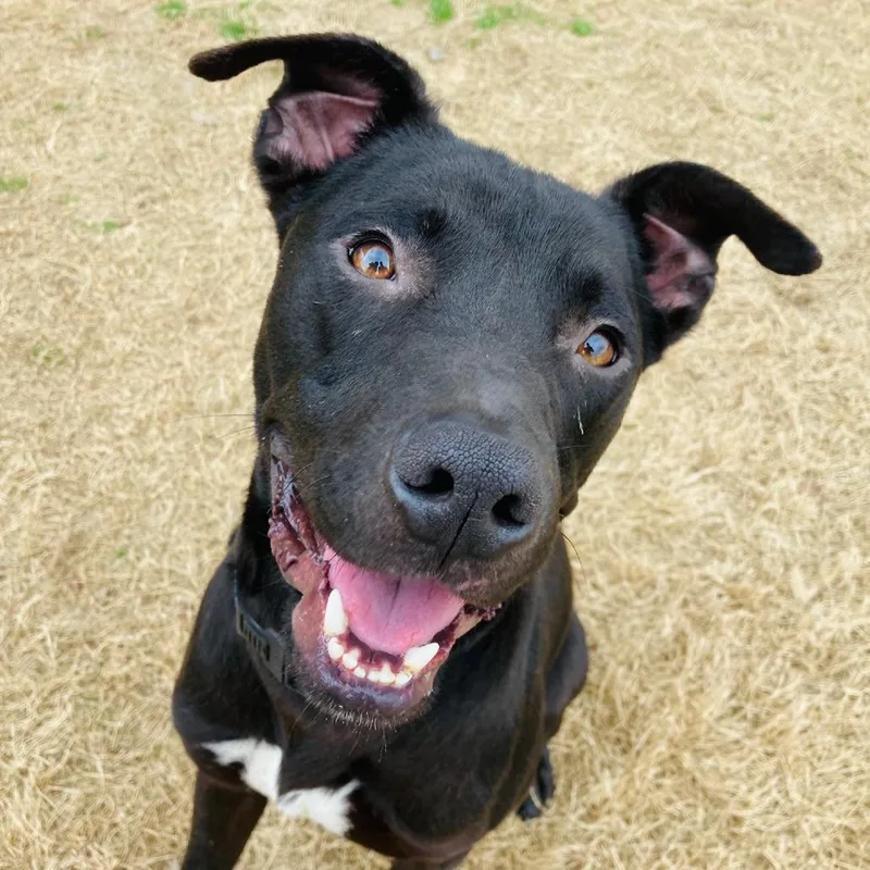 A young medium-sized male Black American Staffordshire Terrier dog named Jack for adoption in Cabot, AR