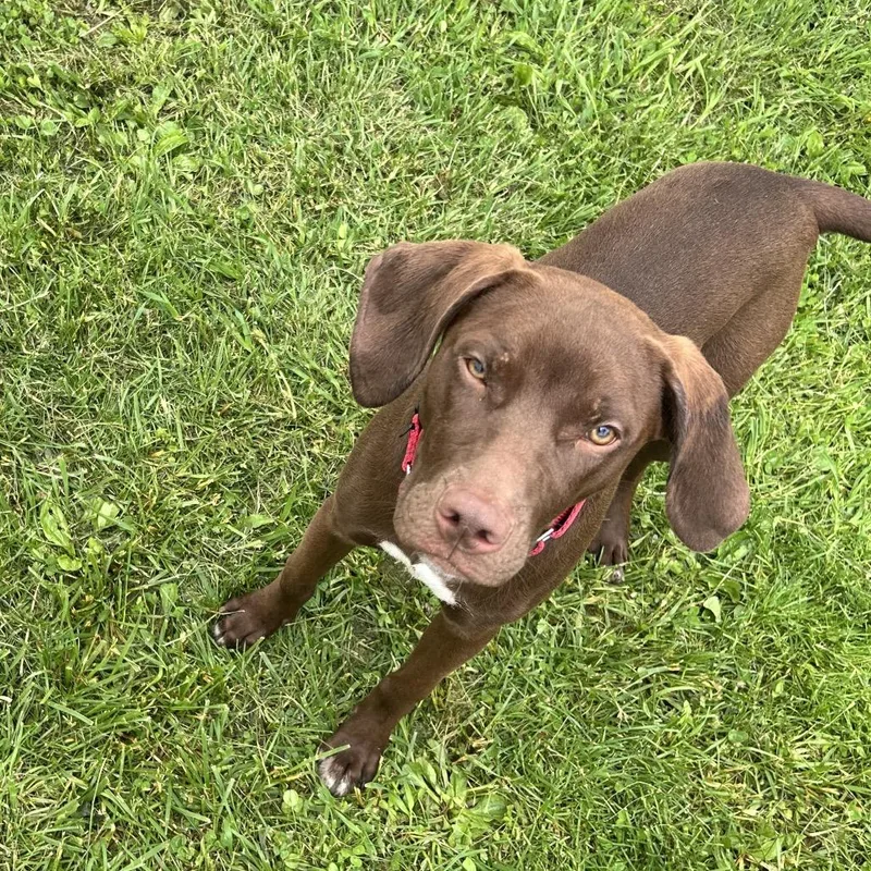 A young medium-sized female Brown / Chocolate German Shorthaired Pointer dog named Marcie for adoption in Uniontown, PA