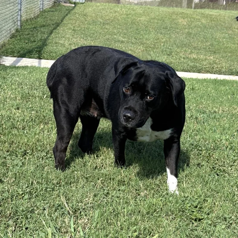 An adult medium-sized female Mixed Breed dog named Luna for adoption in Brenham, TX