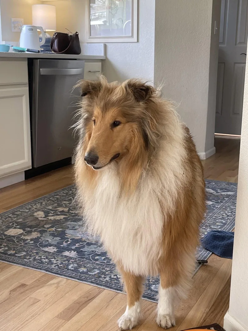 An adult large-sized male Collie dog named Wynn for adoption in Pueblo West, CO