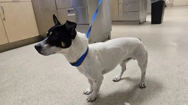 A young small-sized male Terrier dog named Levi for adoption in Riverside, CA