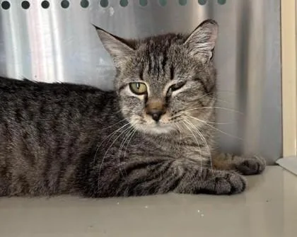 A young small-sized male Domestic Short Hair cat named Tiger Eye for adoption in Pendleton, OR