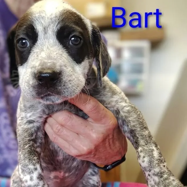 A baby small-sized male White / Cream Mixed Breed dog named Bart for adoption in Grand Rapids, MI