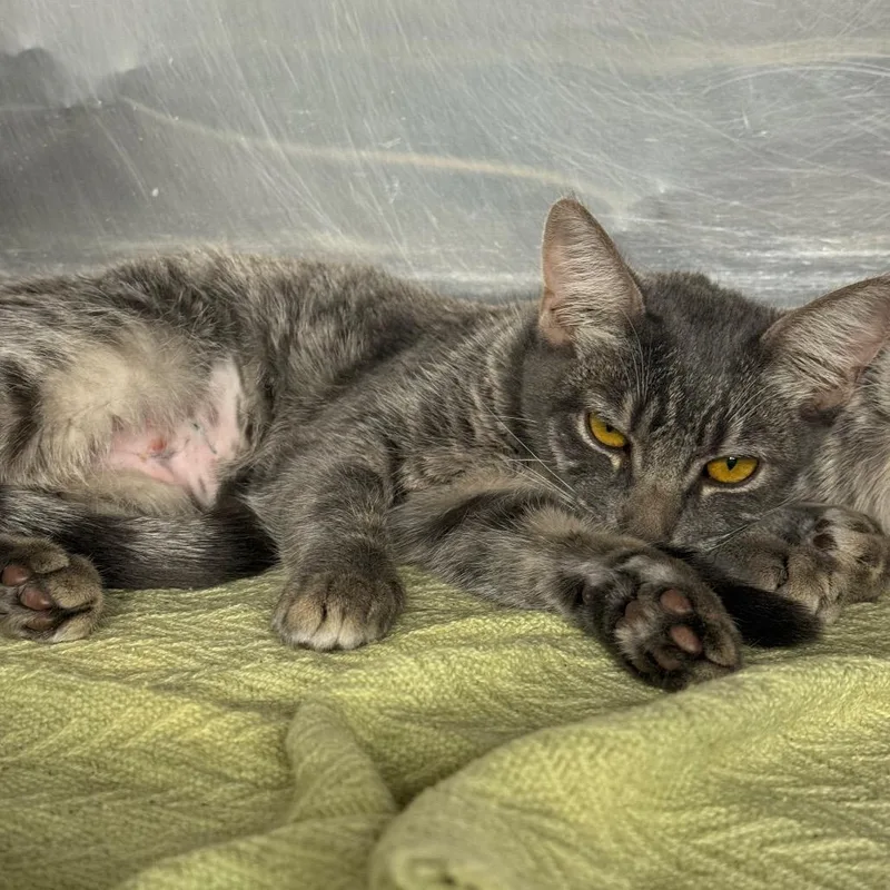 A baby medium-sized female Gray / Blue / Silver Domestic Short Hair cat named Frederick for adoption in Spokane, WA
