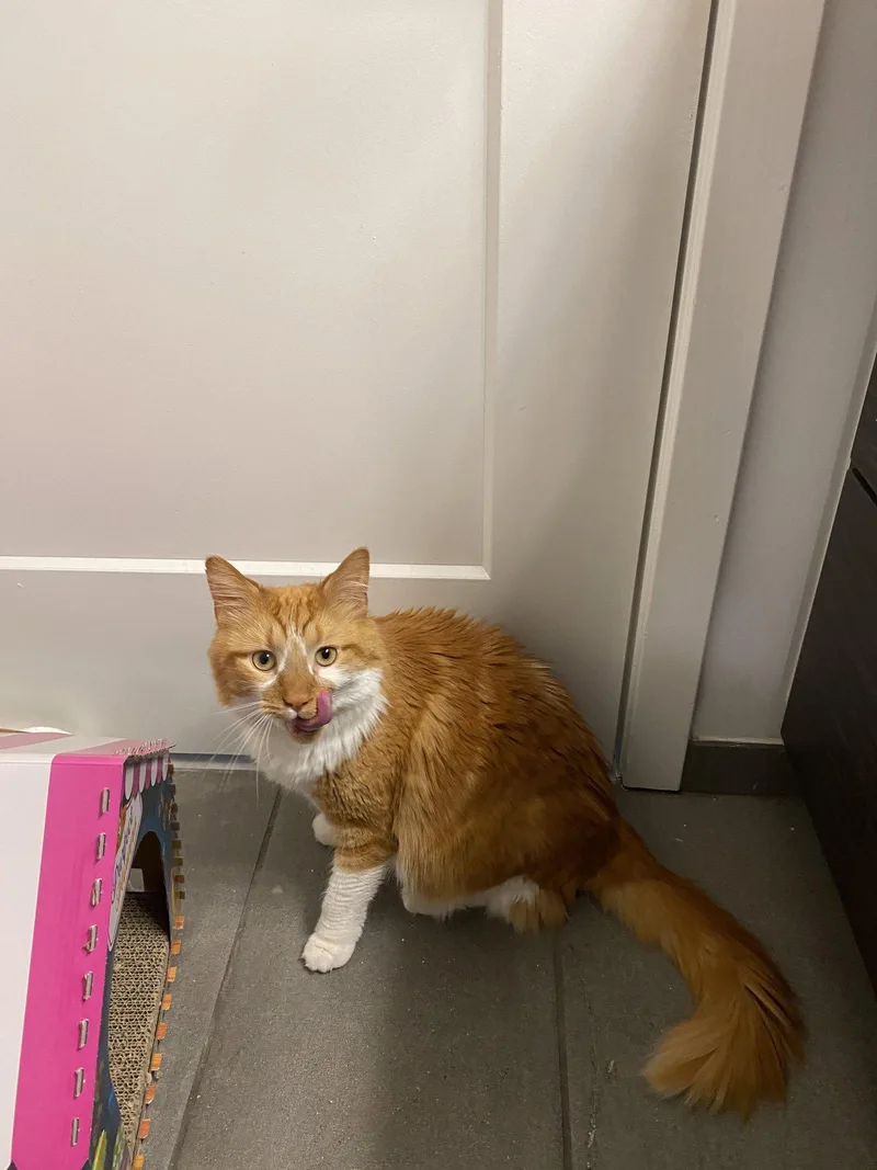 An adult extra large-sized male Maine Coon cat named Spock for adoption in Absecon, NJ