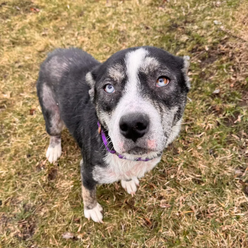 A young medium-sized female Husky dog named Estraya for adoption in Midland, MI