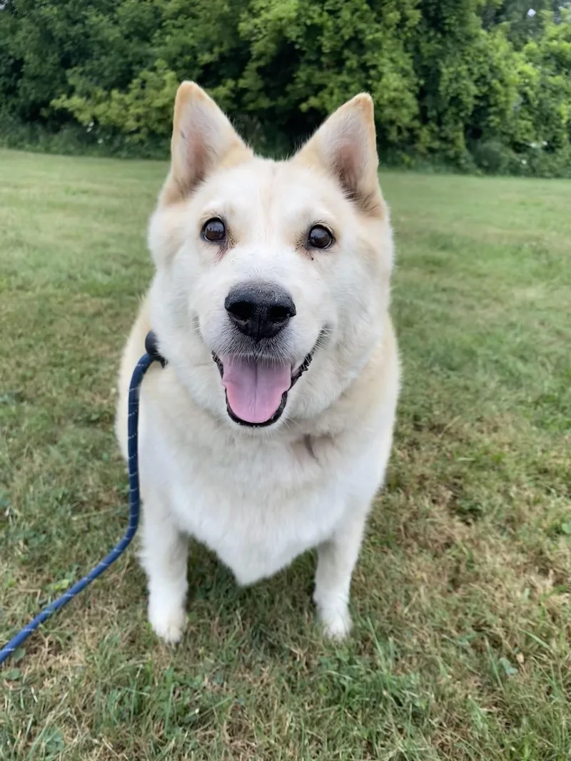 Cheyenne