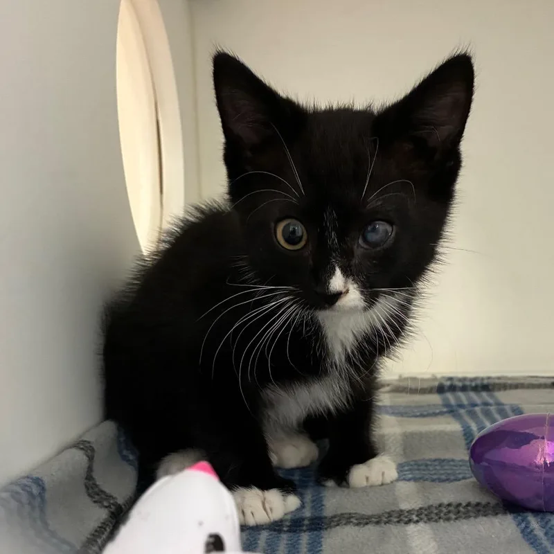 A baby small-sized male Black Domestic Short Hair cat named Fortissimo for adoption in Greensboro, NC