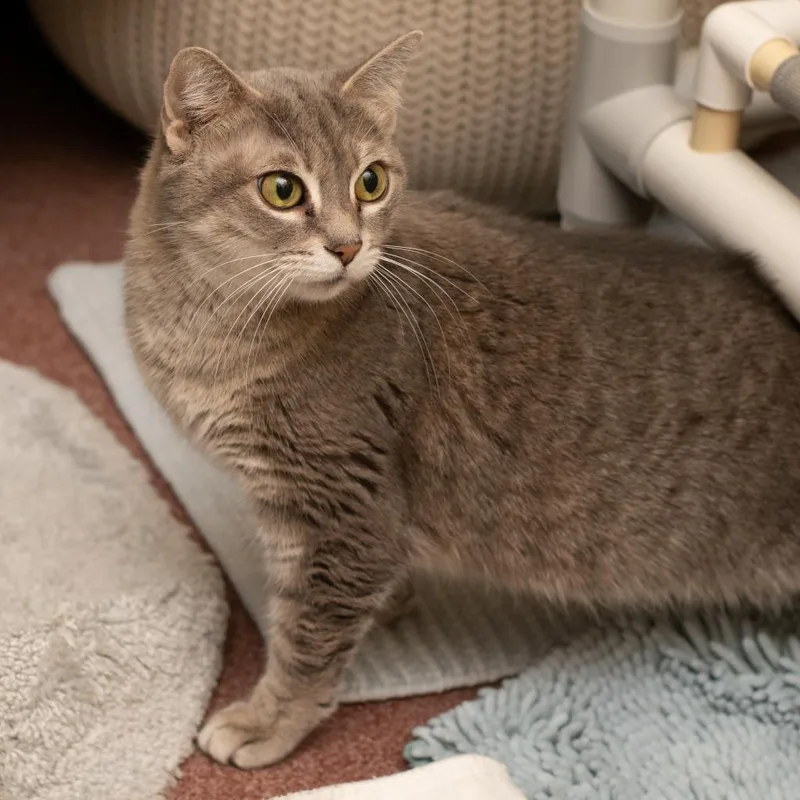 A senior medium-sized female Gray / Blue / Silver Domestic Short Hair cat named Ashlee for adoption in Asheville, NC