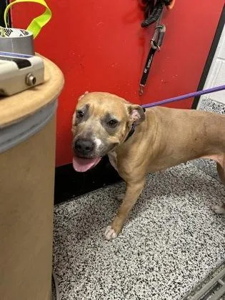 An adult large-sized female Mixed Breed dog named Ruby for adoption in West Chester, PA