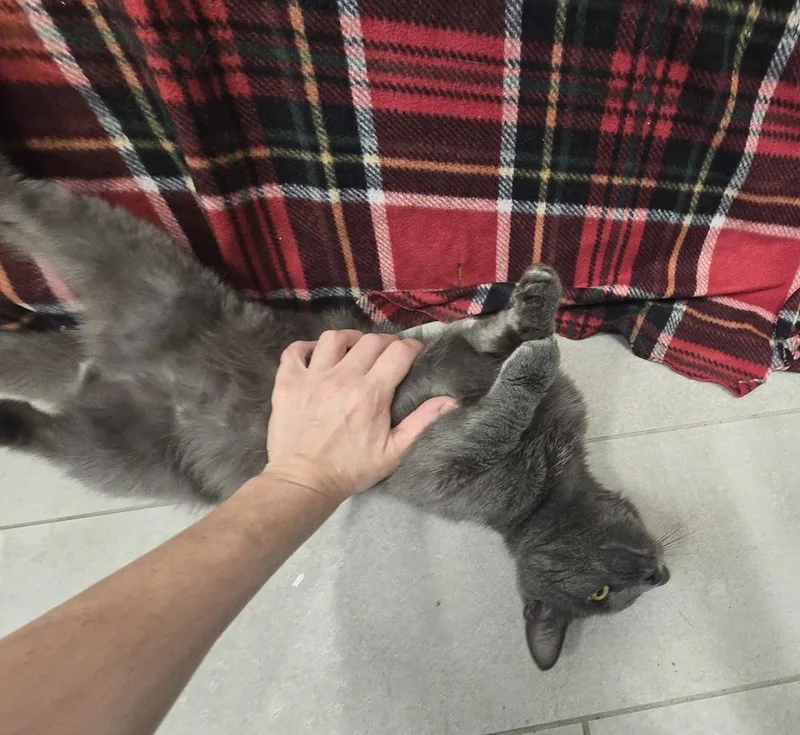 An adult large-sized male Domestic Short Hair cat named Harvey for adoption in Dickson, TN