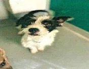 A young small-sized male Cairn Terrier dog named Benny for adoption in San Martin, CA