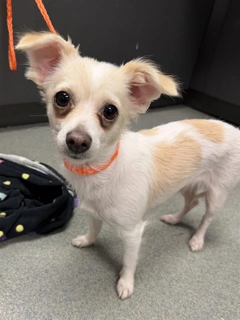 An adult small-sized female Chihuahua dog named Lola for adoption in Ontario, CA