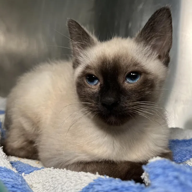 A baby small-sized male Black Domestic Short Hair cat named Redvine for adoption in Palm Springs, CA