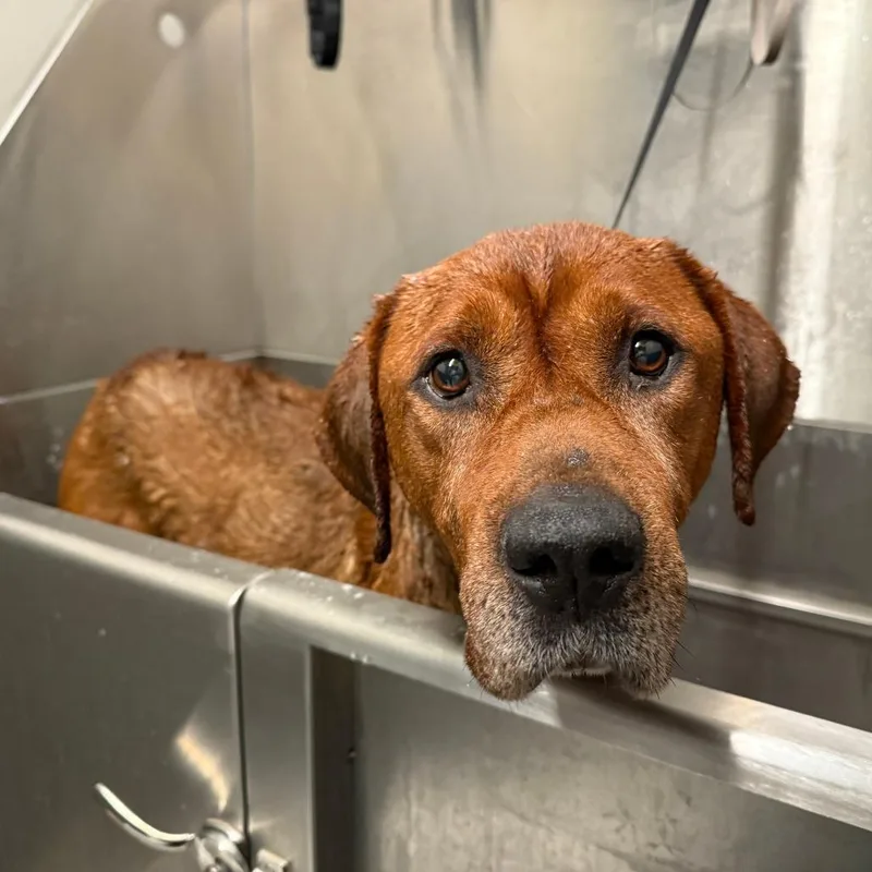 Clifford thumbnail 2