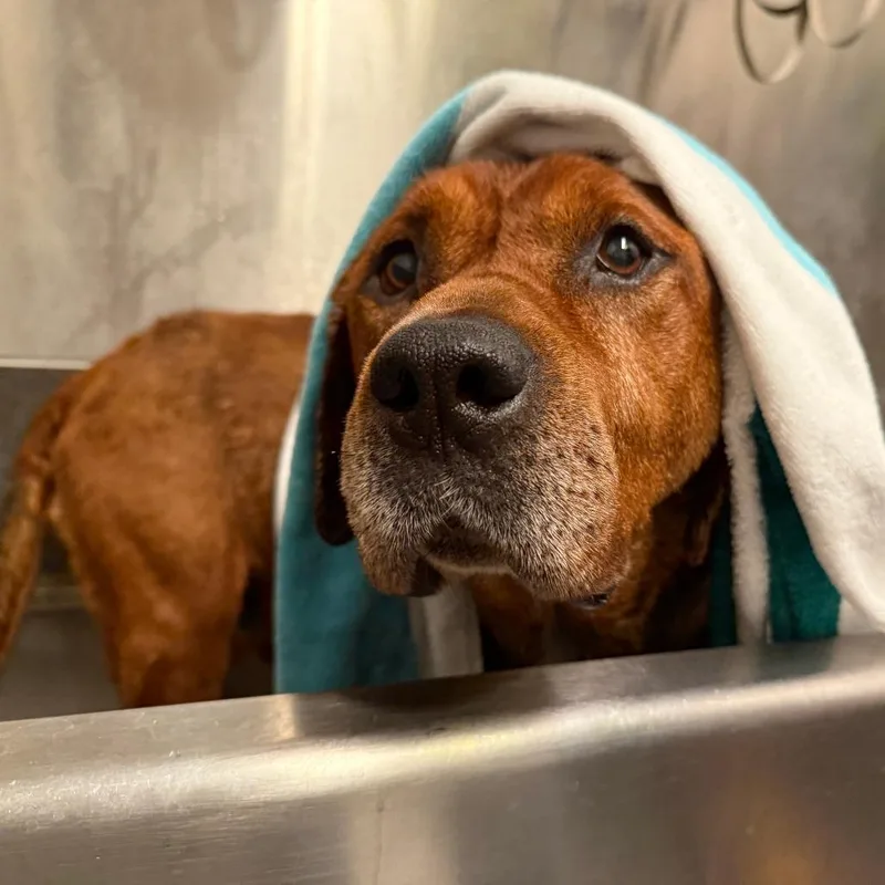 Clifford thumbnail 3