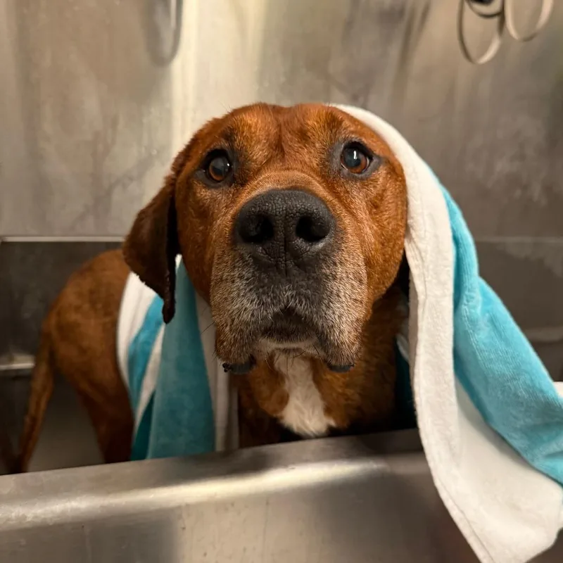 Clifford thumbnail 4