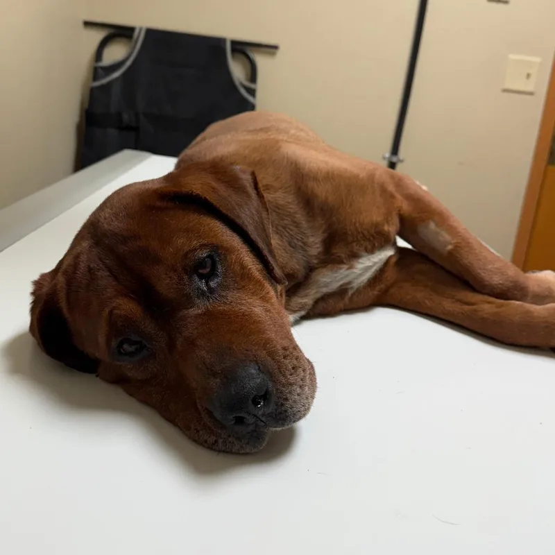 Clifford thumbnail 5