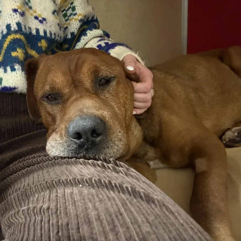 Clifford thumbnail 6