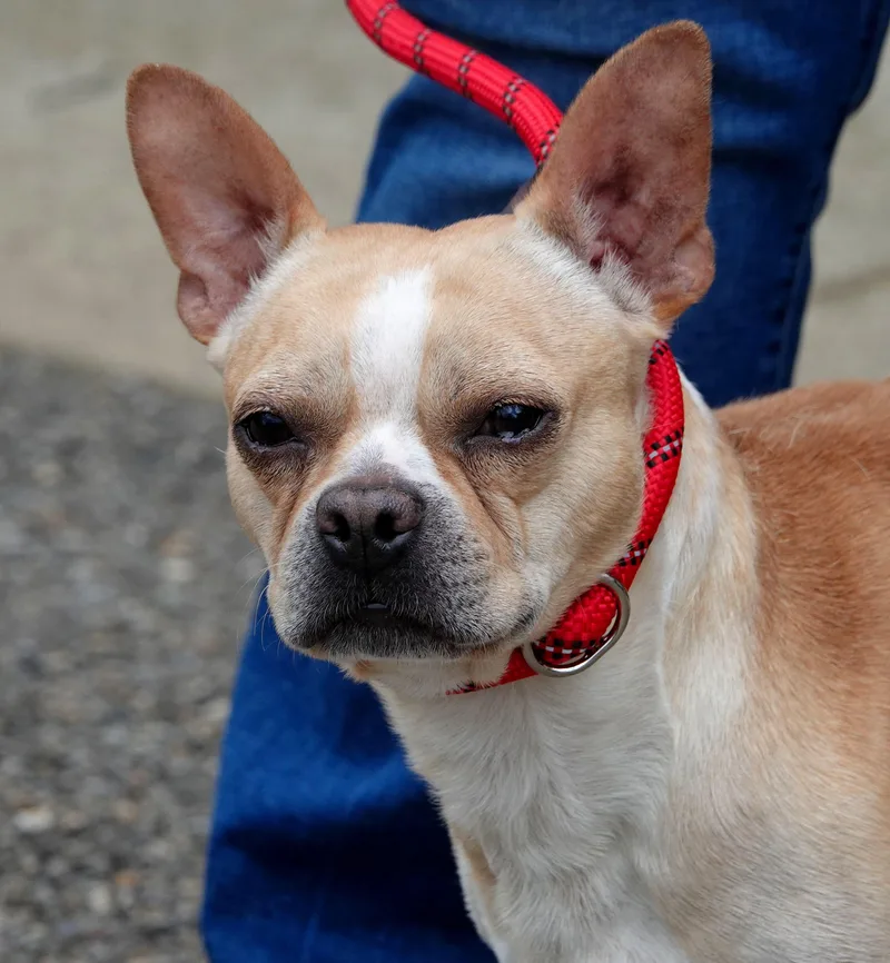 An adult small-sized male Yellow / Tan / Blond / Fawn French Bulldog dog named Poogie for adoption in Millfield, OH