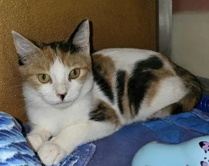 A young small-sized female Domestic Short Hair cat named Callie for adoption in Phoenix, AZ