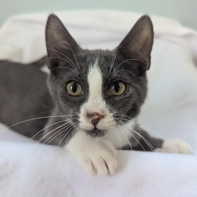 A baby medium-sized male Gray & White Domestic Short Hair cat named Buzz for adoption in Haddon Heights, NJ