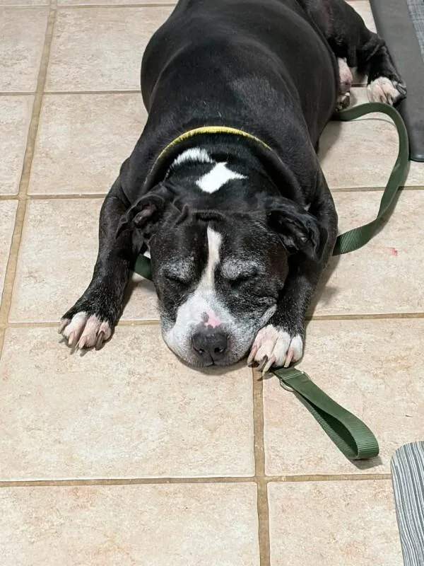A senior large-sized male Black Mixed Breed dog named Belford for adoption in Cincinnati, OH