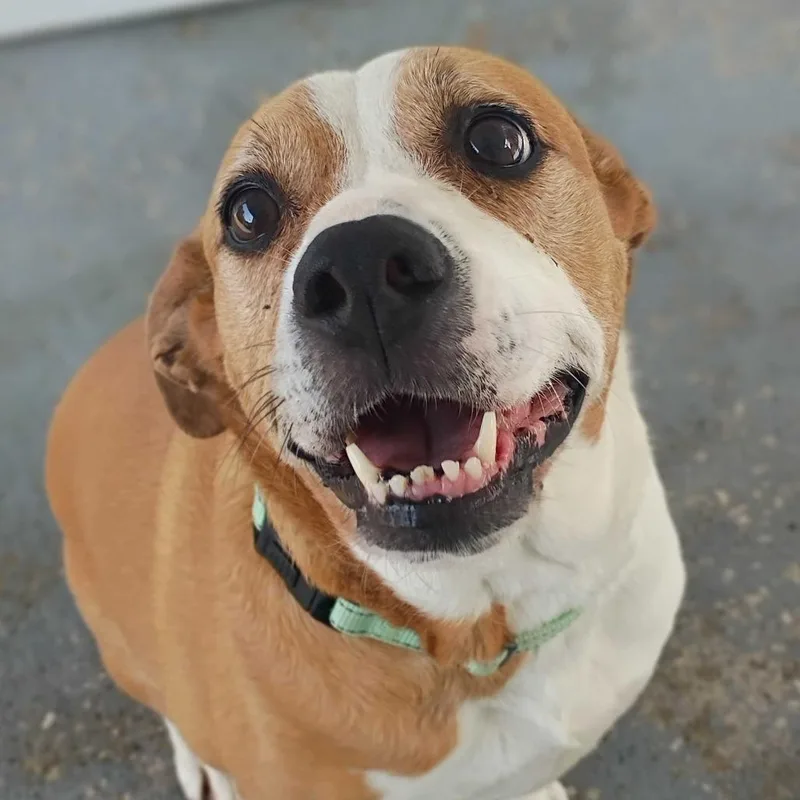 A senior medium-sized female Yellow / Tan / Blond / Fawn Mixed Breed dog named Ollie for adoption in Davenport, IA