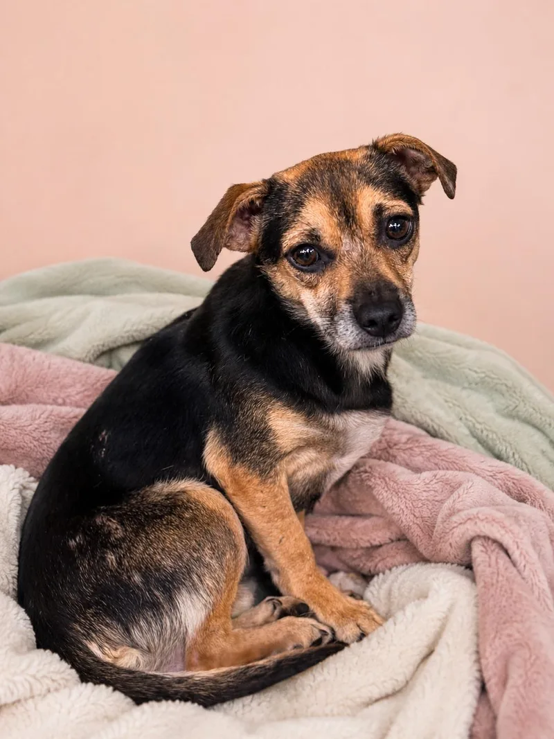 An adult small-sized male Tricolor (Brown, Black, & White) Chihuahua dog named Darwin for adoption in Boca Raton, FL