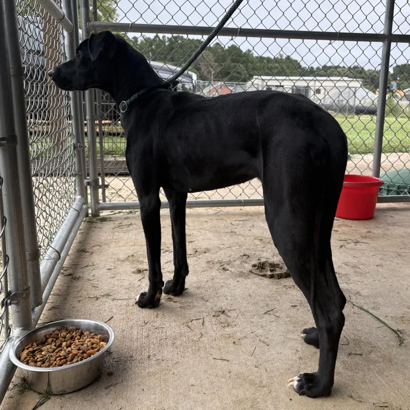 A young large-sized female Black Labrador Retriever dog named Cookie for adoption in Monticello, GA