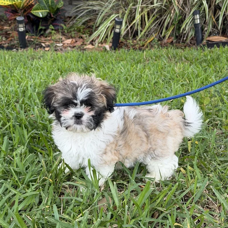 A young small-sized male Shih Tzu dog named Arlo for adoption in Orlando, FL