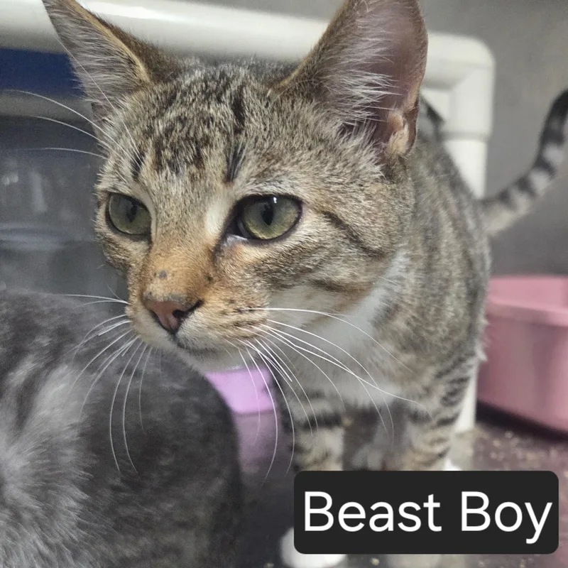 An adult medium-sized male Tabby (Gray / Blue / Silver) Domestic Short Hair cat named Beast Boy for adoption in SNOW HILL, NC