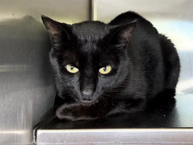 An adult small-sized male Domestic Short Hair cat named Bear for adoption in Santa Rosa, CA