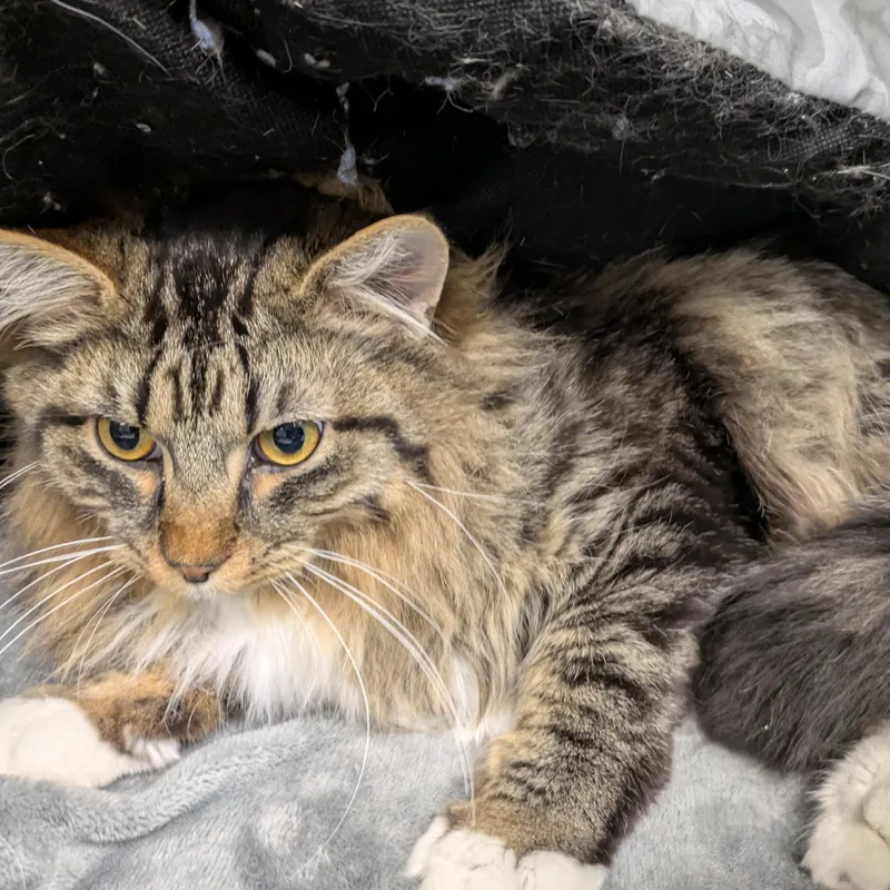 An adult medium-sized male Domestic Long Hair cat named Goob for adoption in Mount Pleasant, MI