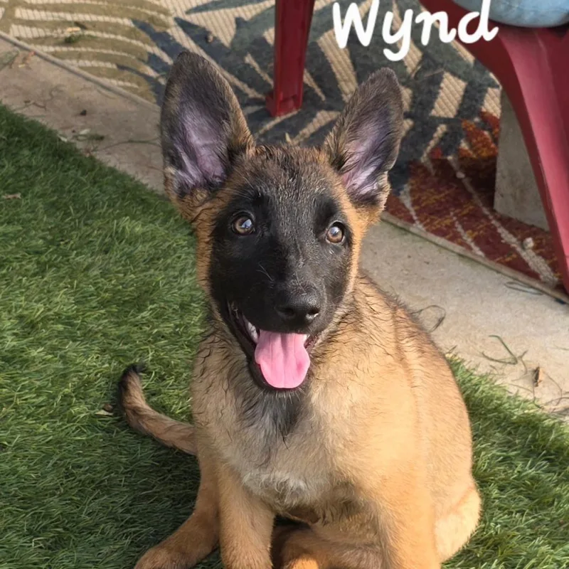 Wynd DD