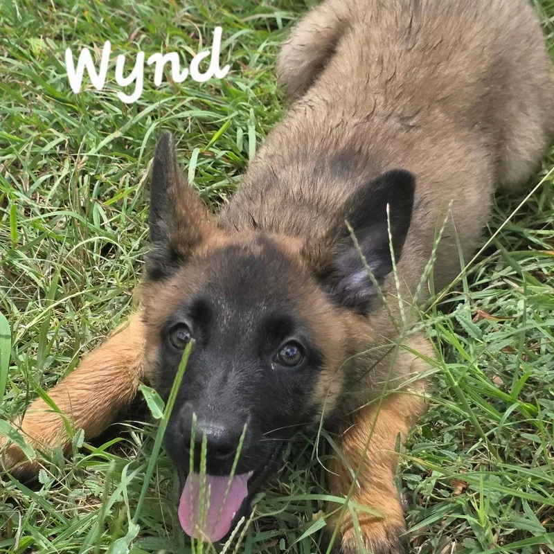 Wynd DD thumbnail 4