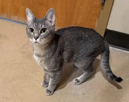 An adult small-sized female Gray / Blue / Silver Domestic Short Hair cat named Foxtrot for adoption in Midland, VA