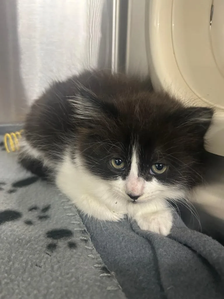 A baby medium-sized female Domestic Short Hair cat named Odette for adoption in Seven Points, TX