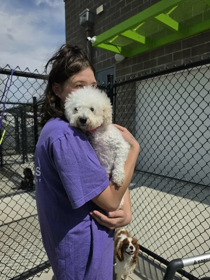 An adult small-sized female White / Cream Bichon Frise dog named Kiki for adoption in Dyer, IN