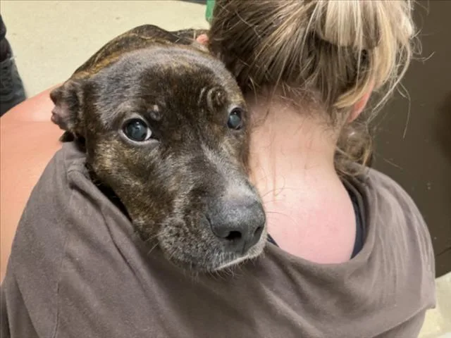 A young medium-sized female Pit Bull Terrier dog named Oreo for adoption in Chapel Hill, NC