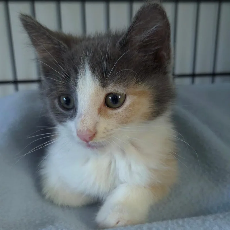 A baby small-sized female Calico Domestic Short Hair cat named Carly for adoption in Jessup, MD